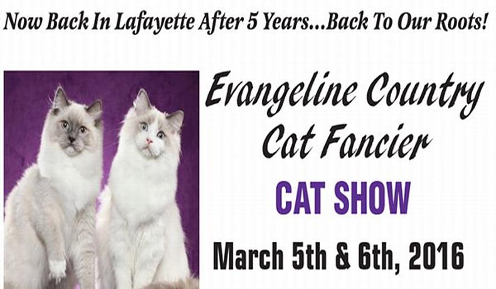 Cat Show In Lafayette This Weekend