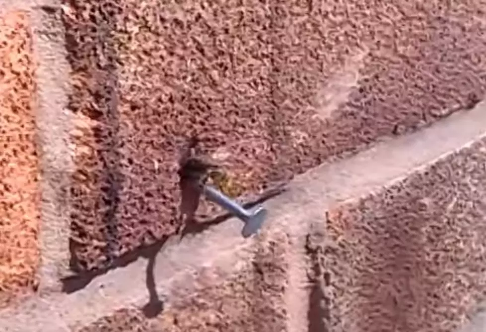 Bionic Bee Pulls Nail Out Of Wall To Get Through Hole [Watch]