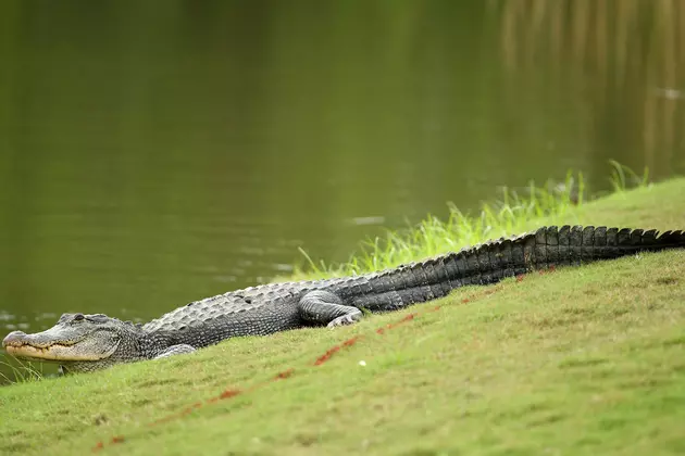 Alligator At Disney Resort In Florida Drags Young Child Into The Water