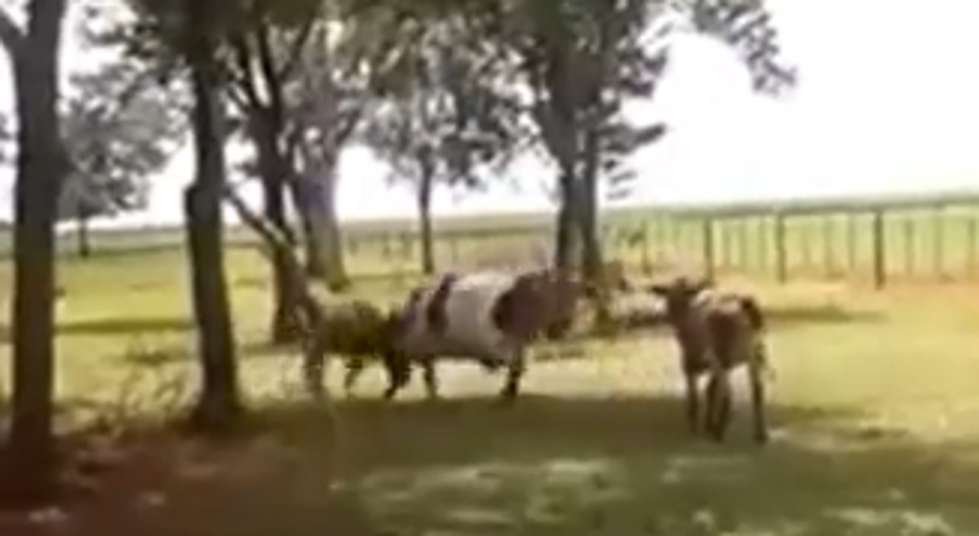 Cow Gets Knocked Out For Charging Into A Goat [Video]