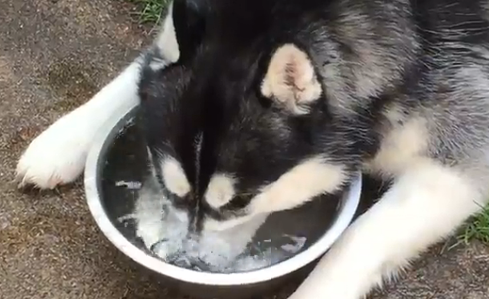 Dehydrated Husky Adorably Cools Off In His Water Bowl [Video]