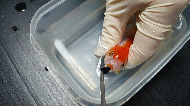 Woman Pays Exorbitant Amount To Save Pet Goldfish