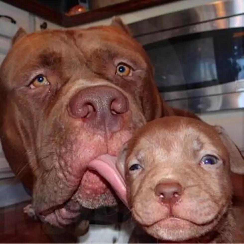 Largest Pitbull In The World Had Puppies & Of Course They’re Huge [Video]
