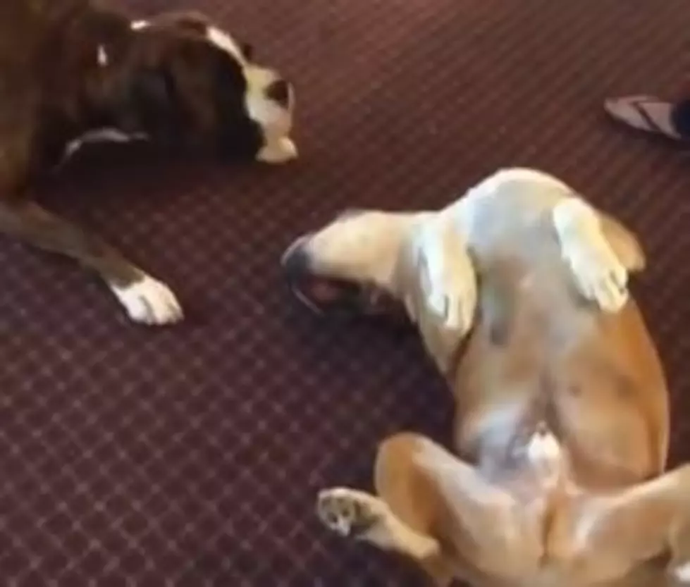 Dog Playing Dead Makes His Buddy Worried [Video]