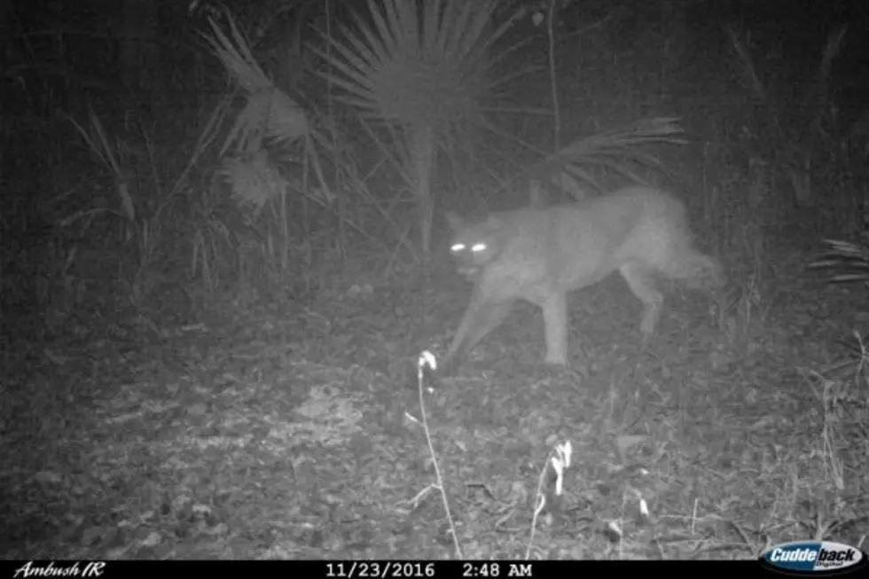 First Cougar Sighting In Louisiana Since 2011