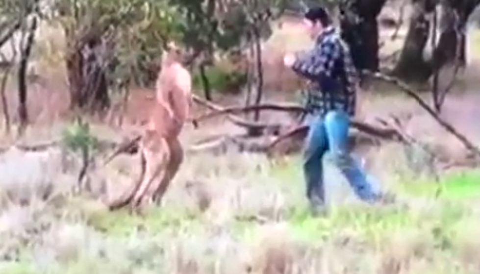 Guy Fights A Kangaroo To Save His Dog [VIDEO]