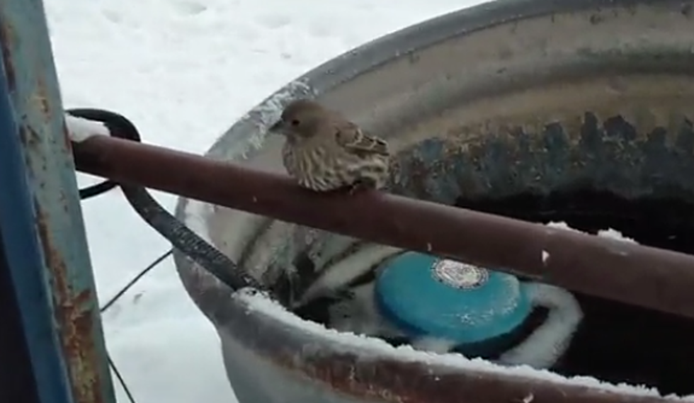 Man Breaths On A Bird To Save It From A Frozen Fence [VIDEO]