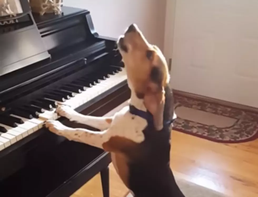 Buddy Mercury &#8211; The Beagle That Sings &#038; Plays Piano [Video]