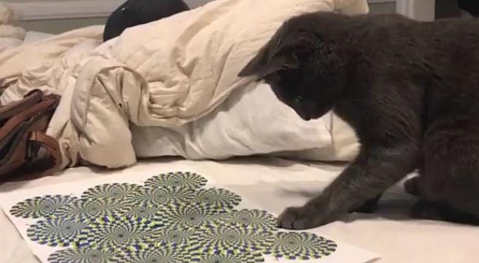 Cat Has It’s Mind Blown From A Optical Illusion [VIDEO]
