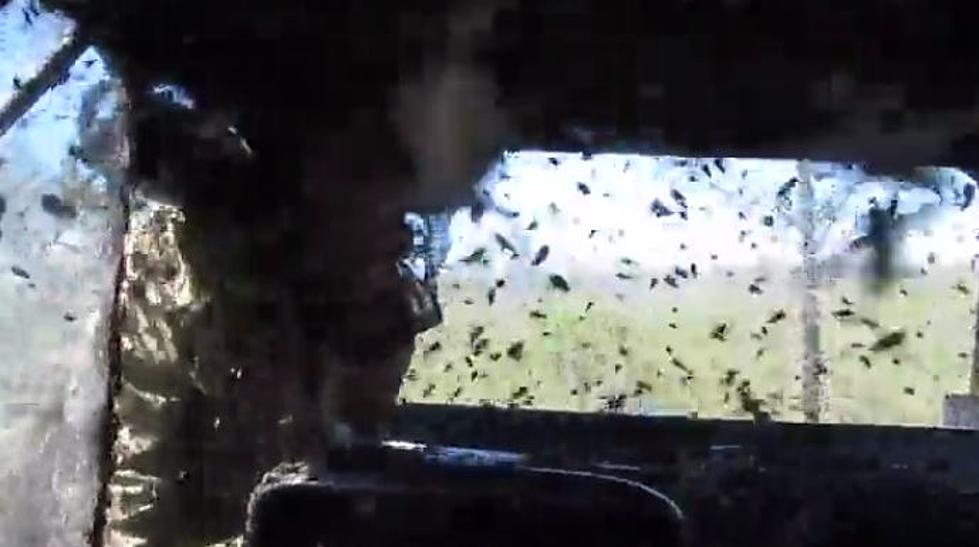 Car In Russia Could Be The World’s Largest And Dangerous Beehive [VIDEO]