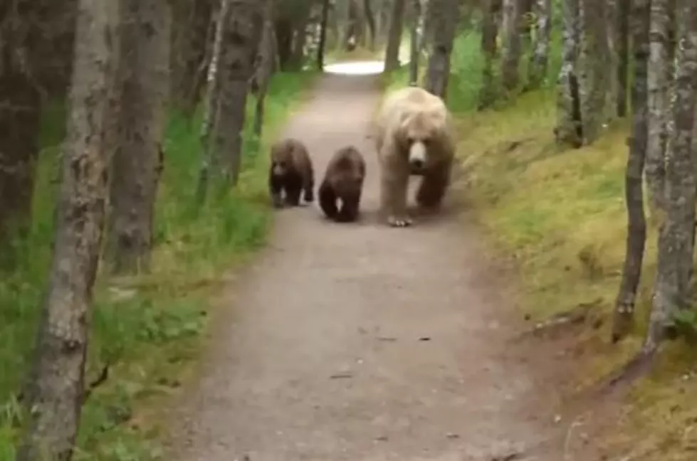 Guy Has Terrifying Encounter With Grizzly Bear & Her Cubs [Video]
