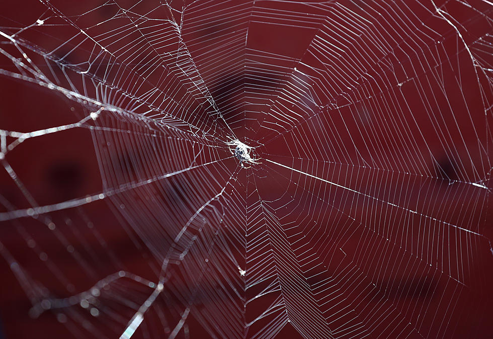 Easy Hack Helps Get Rid Of Spiders Around Your House