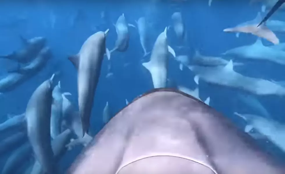 With Diving Device, Man Goes Swimming With Dolphins [VIDEO]