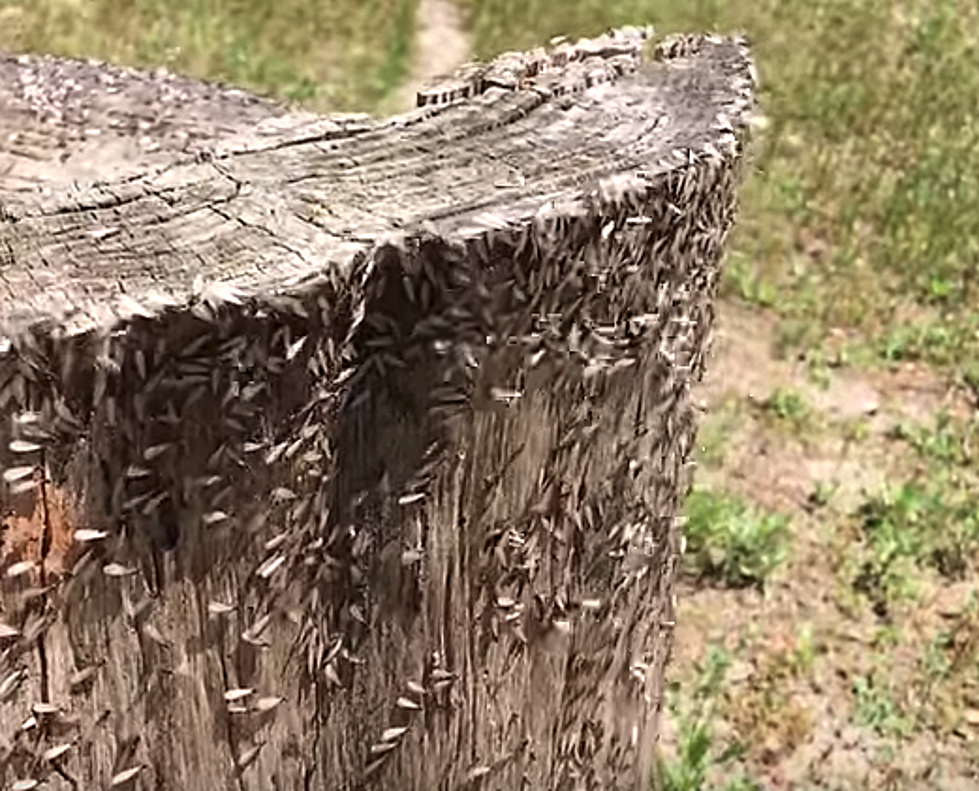 Termites Are Swarming Across Louisiana This Spring [Video]