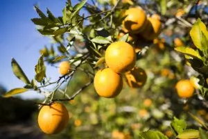 Texas Ag Commissioner Gives Louisiana Oranges As Gifts