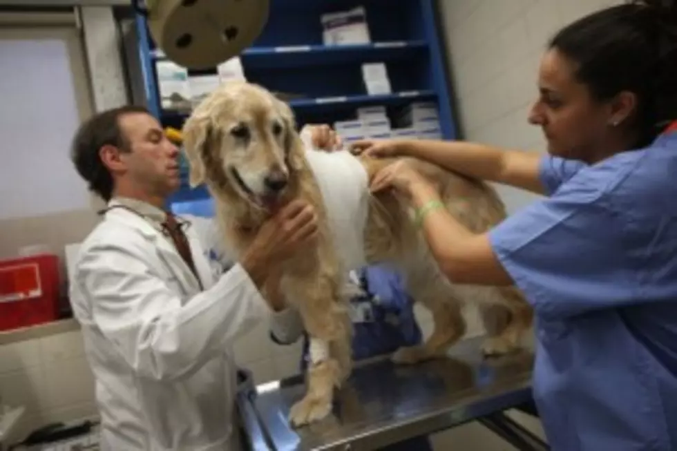 Obamacare Even Affecting Pet Care?