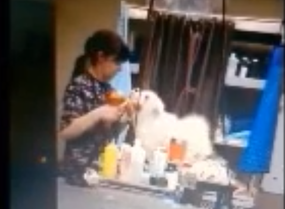 Local Groomer Faces Animal-Cruelty Charges After Video Goes Viral [VIDEO]