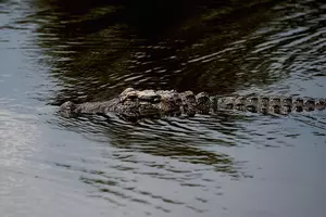 Alligator Encounters &#8211; What Should You Do?
