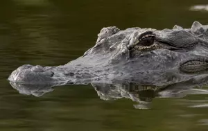 Hiding Criminal Eaten By Gators