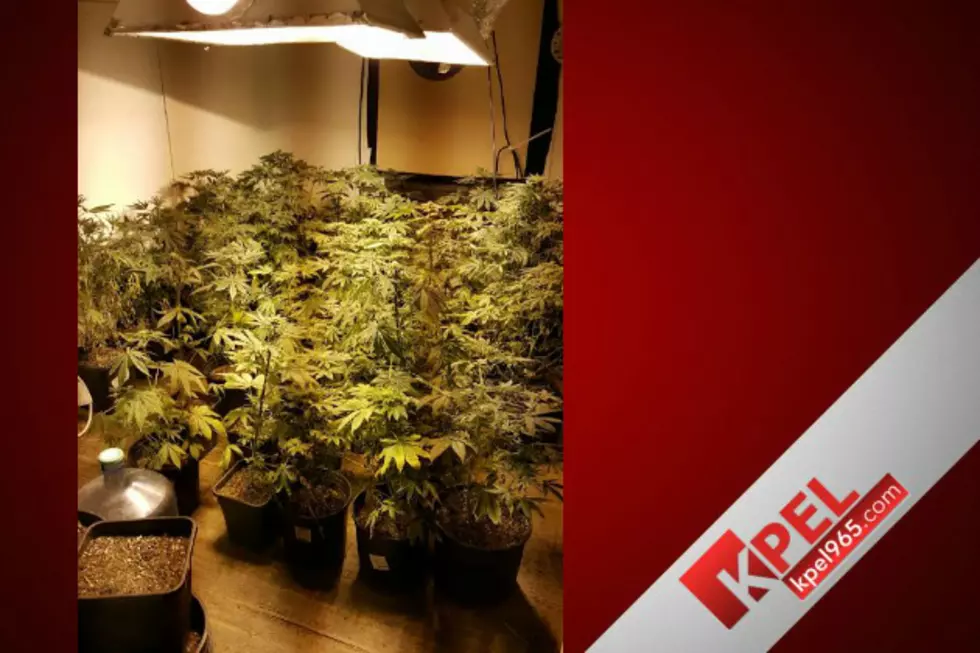 150 Marijuana Plants Seized In Opelousas