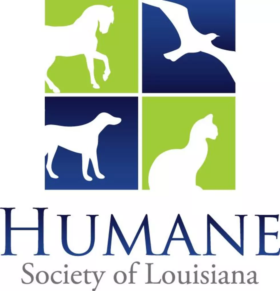 Humane Society: Dog Found Beaten & Burned In New Orleans’ City Park