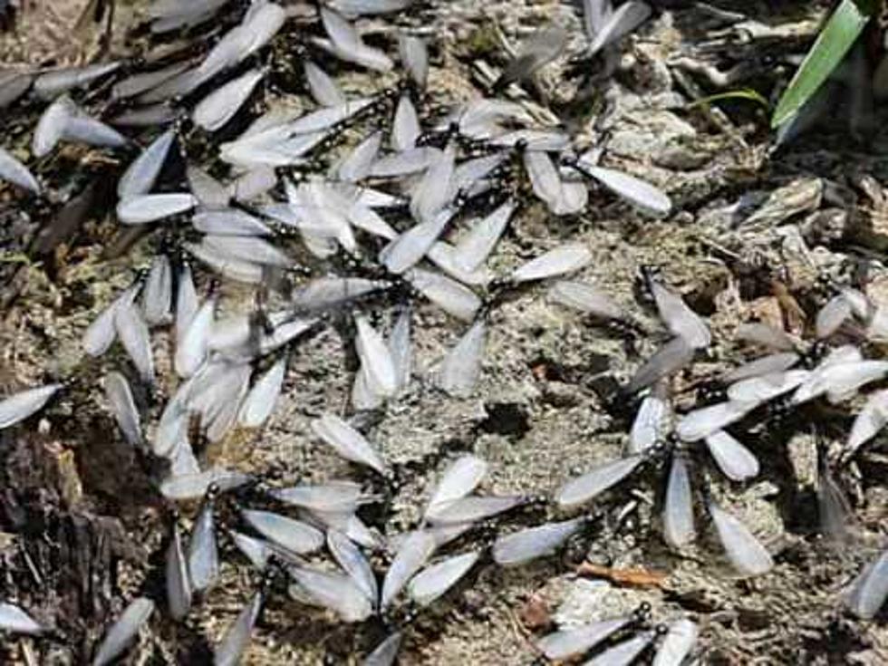 Formosan Termite Infestations Growing In Baton Rouge