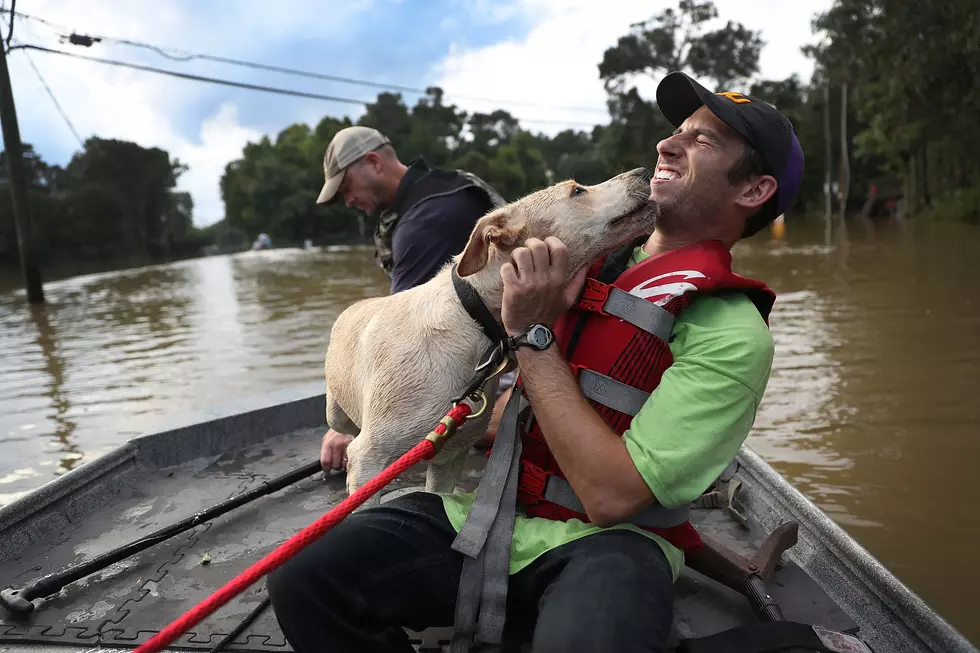 10 Four-Legged Flood Victims That Stole Our Heart