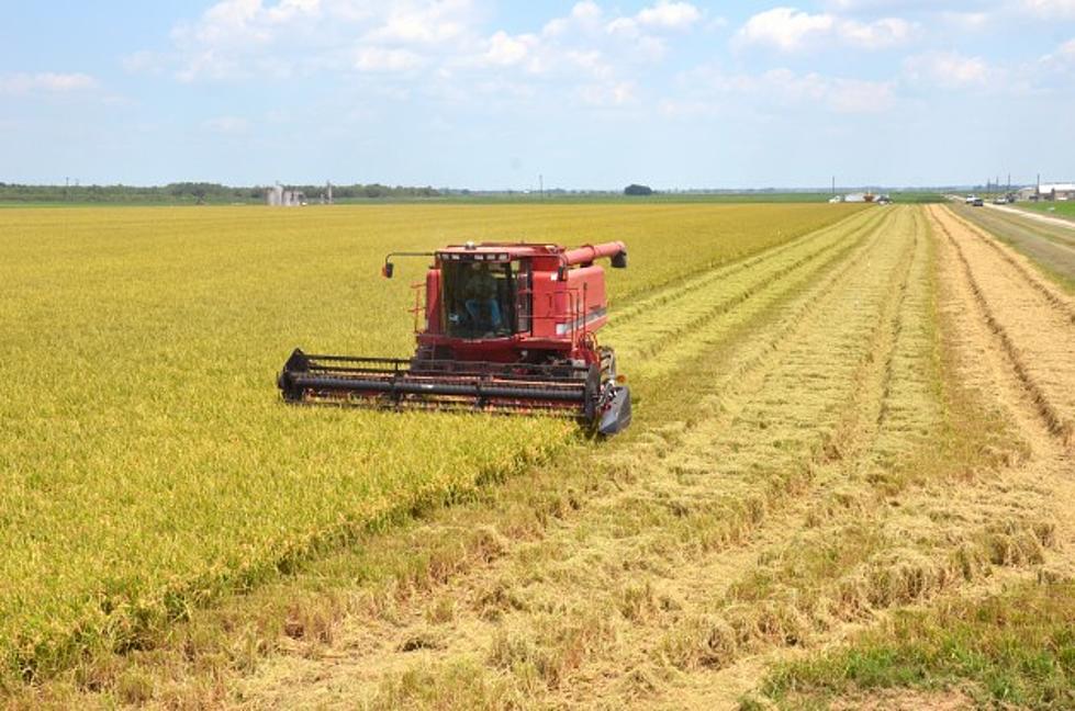 Flooding In South Puts A Damper On US Rice Harvest