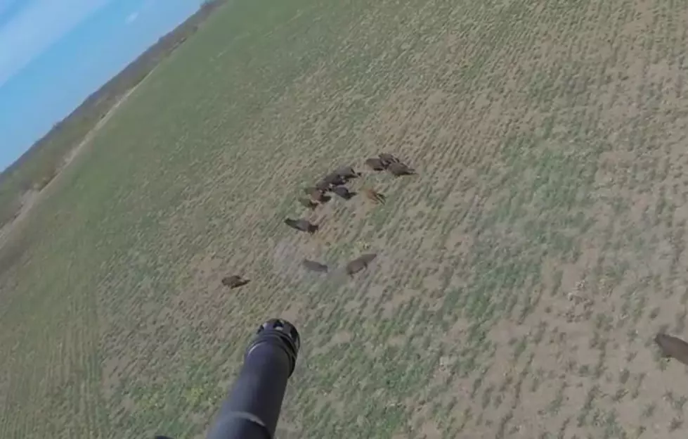 USDA Aerial Gunnery At Feral Hogs: 1st Refuges, Now Farms