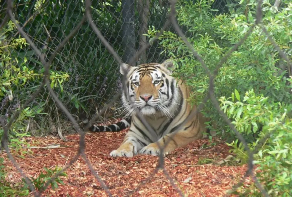 LSU’s New Live Mascot Planned To Arrive Before Football Season