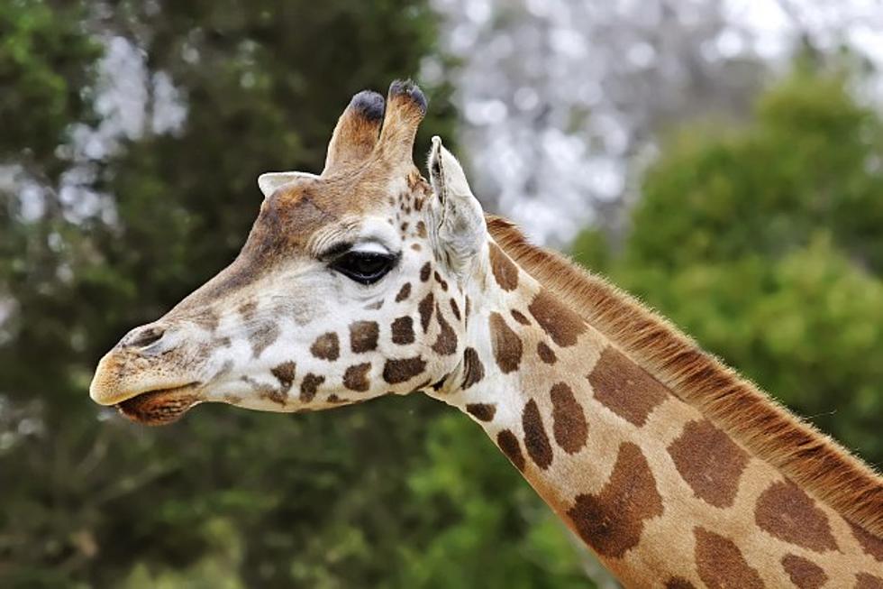 LPSO Searching For Stolen Giraffe (PHOTOS)