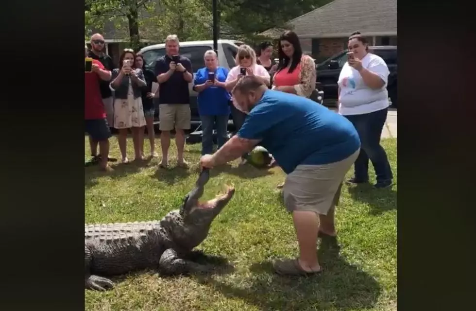 Alligator Plays Key Role In Louisiana Gender Reveal Party [VIDEO]