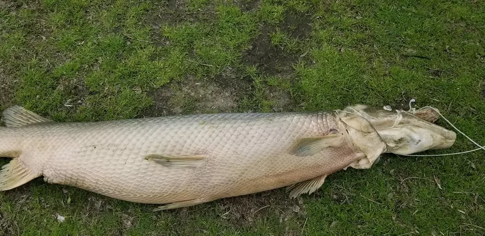 Alligator Gar Caught in Lafreniere Park Lagoon in Metairie