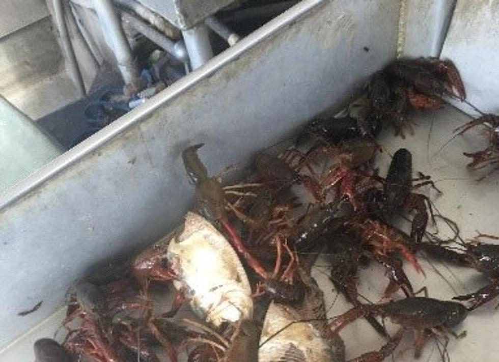 Louisiana Crawfish Forecast Bleak Beyond 2024 Season