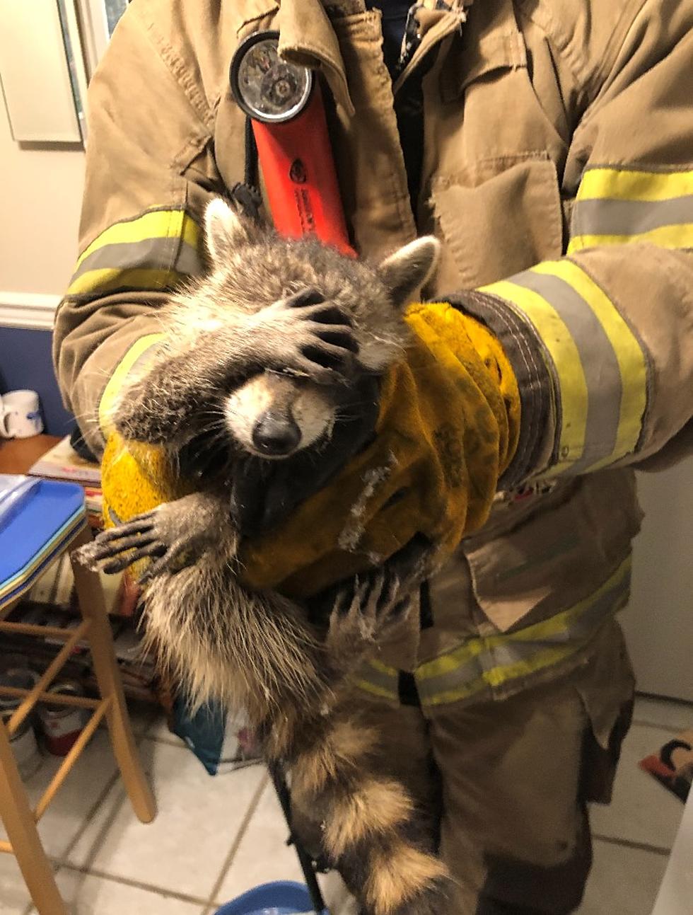 “Embarrassed Raccoon” Rescued From Home