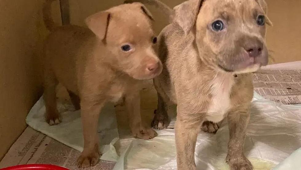 “It’s a Miracle:” Five Adorable Puppies Rescued From Well in Washington Parish (VIDEO)