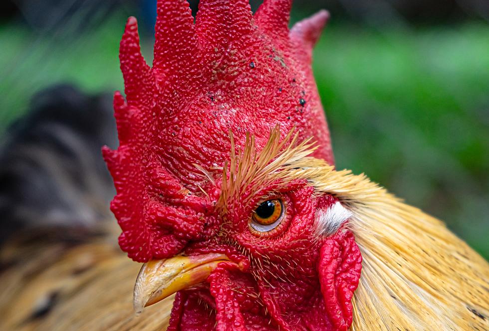 Twelve Counts of Animal Abuse Following Cockfighting Allegations