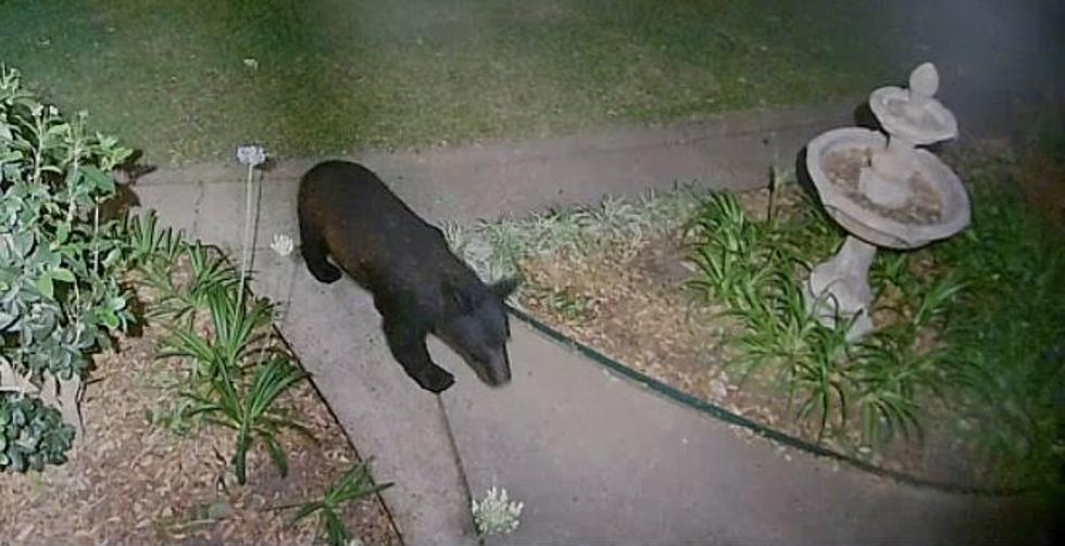 PHOTO: Bear Spotted in Broussard