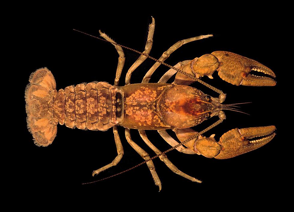 Researchers Discover 2 New Species of Crawfish in North Carolina