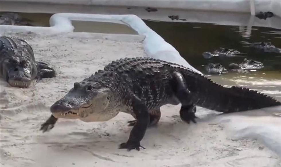 Florida Alligator Marches onto Land With Surprisingly Appropriate Theme Song