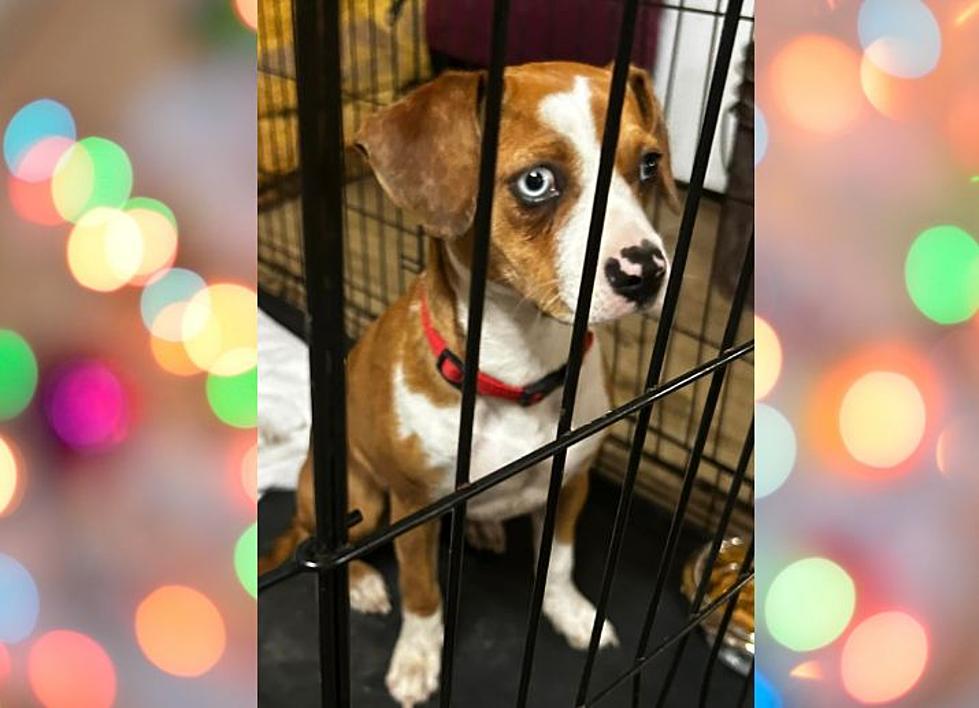 Louisiana Shelter Dog’s Letter to Santa from Him and His Doggie Friends