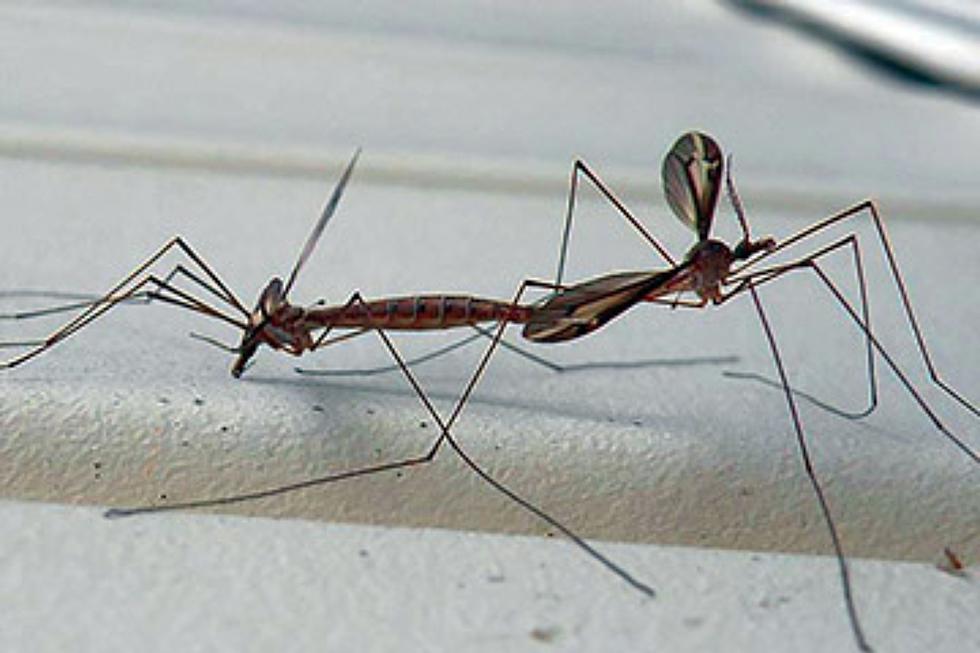 They’re Not Mosquitos! The Truth About the Most Annoying Flying Insect in Louisiana Right Now