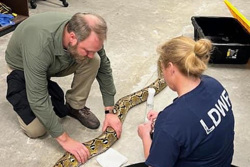 Gigantic Snake, Illegal Animals Captured at Louisiana Mardi Gras
