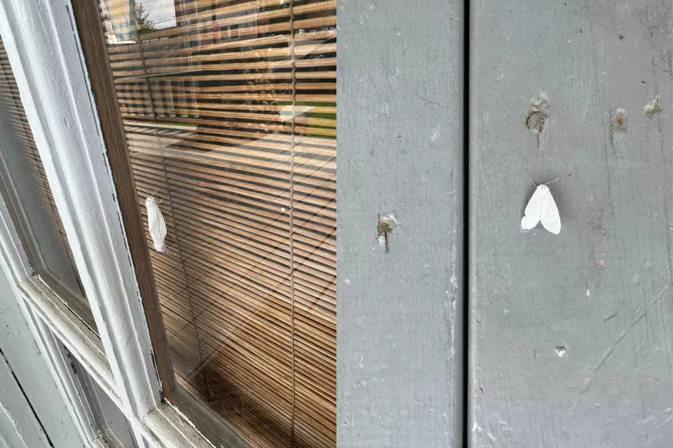 What Are Those White Winged Insects Flying Around Louisiana Homes