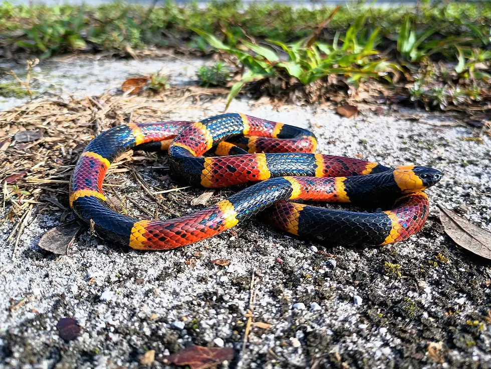 The 4 Most Dangerous, Venomous Snakes in Texas