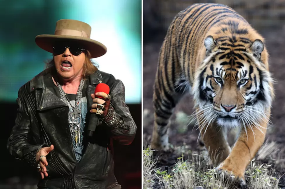 Axl Rose Ready to Welcome a Tiger to His Jungle?