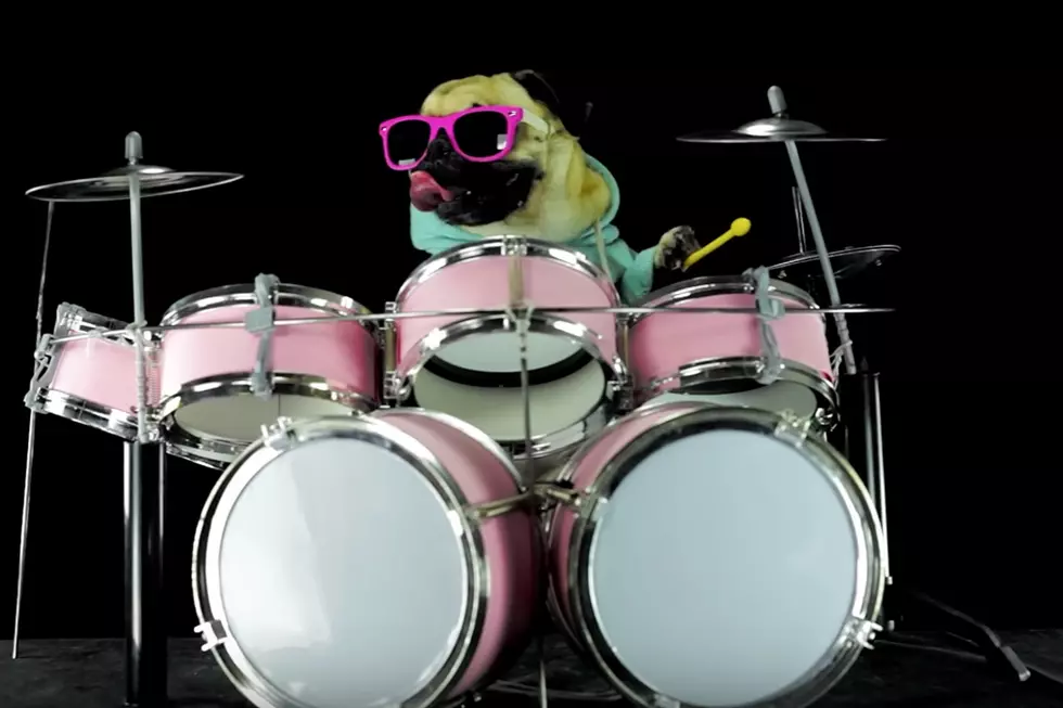 Watch a Drumming Dog Play Metallica’s ‘Enter Sandman’