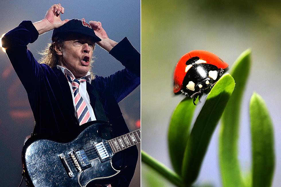 Rock and Roll Actually Is Noise Pollution – to Ladybugs – According to New Biology Study