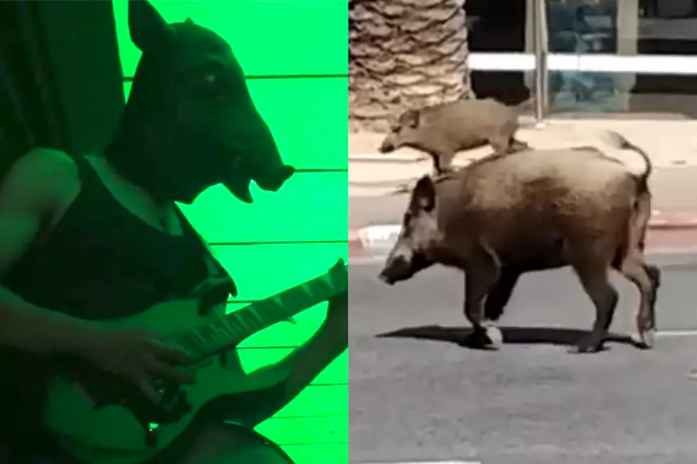 Death Metal Song With Wild Boars on Vocals Is Piggishly Brutal