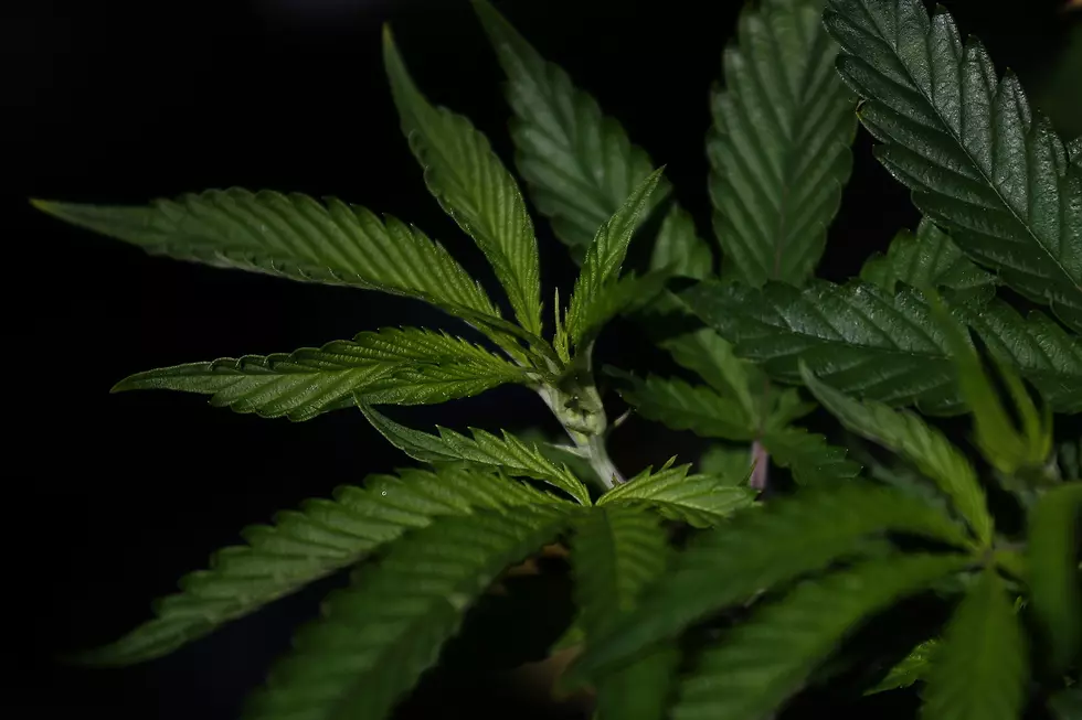 Alabama Senate Considering Marijuana Decriminalization Bill